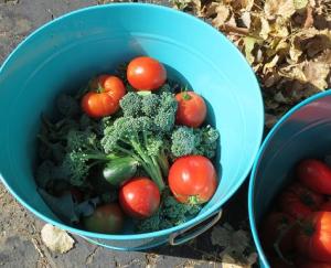 From this year's garden