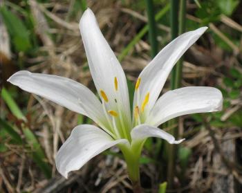 Lily--photo by Julie McCarty--Eagan MN USA