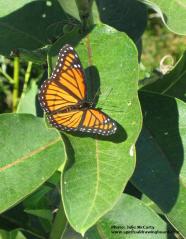 Butterfly--photo Julie McCarty--All rights reserved.