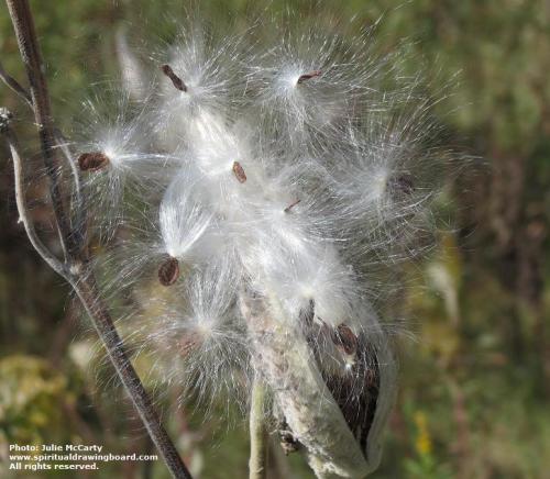 Milkweed in autumn 2 -- photo by Julie McCarty