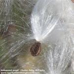 Single milkweed seed 2--photo Julie McCarty
