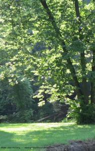 Green tree--photo by Julie McCarty