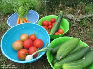 Veggies from garden--Julie McCarty