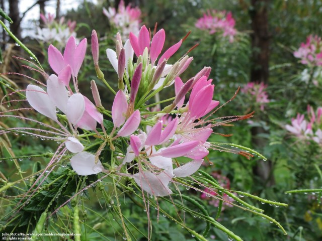 Flower with raindrops--Julie McCarty--Spiritual Drawing Board