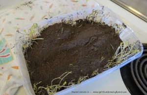 Soil: catch the scent in winter! 